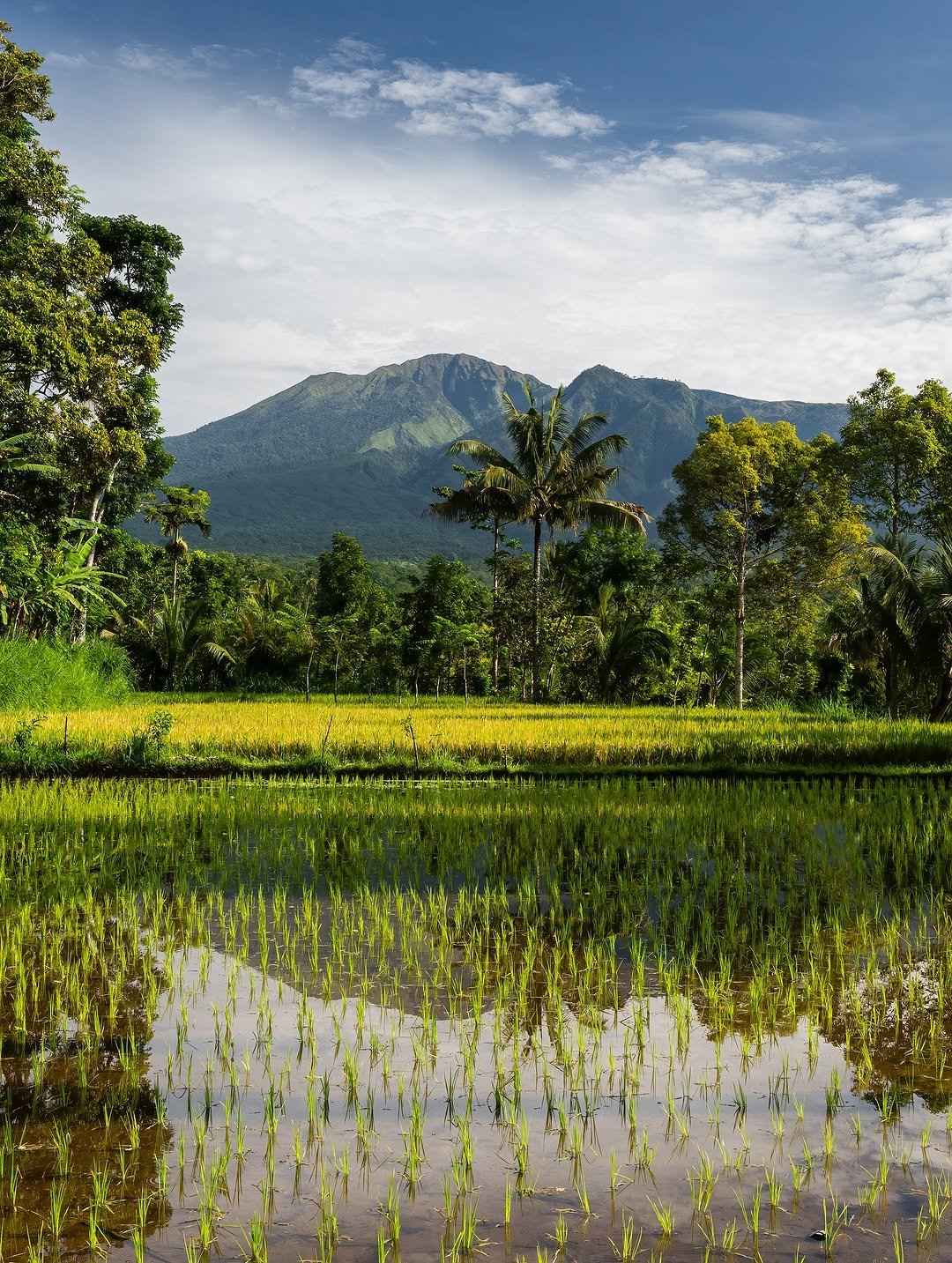 Jelajah Keindahan Tetebatu: Sawah Terasering, Air Terjun, dan Hutan Monyet - 5