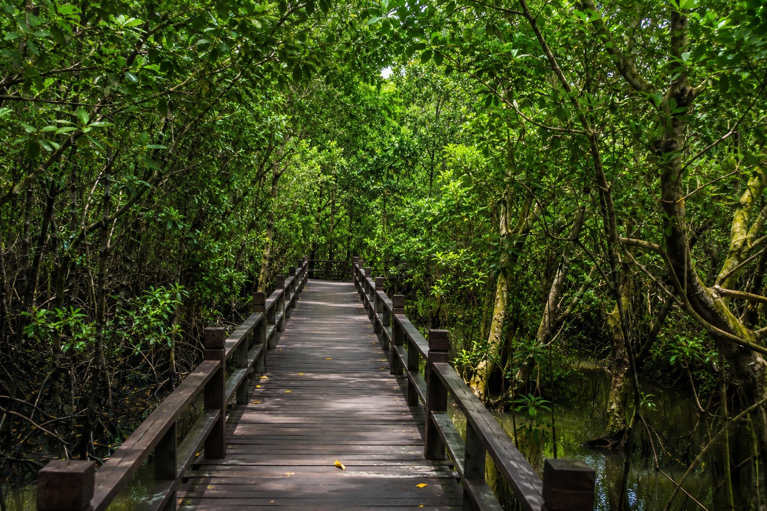 Walking Above the Mangroves at Tahura Ngurah Rai - A Quiet Escape in Bali’s Coastal Forest
